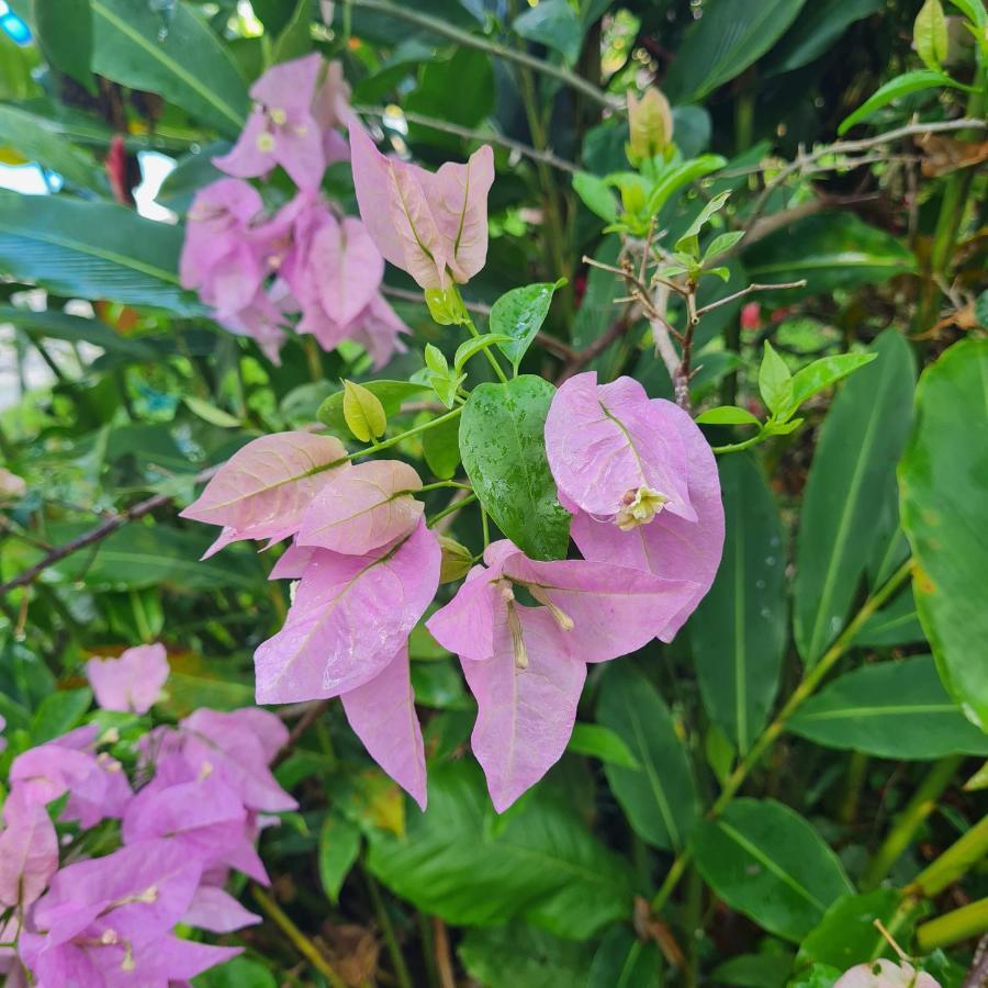 לאס טרנאס Villa Sonrisa Casa De Huespedes מראה חיצוני תמונה